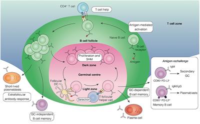 Frontiers | Development Of B Cell Memory In Malaria